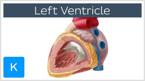 left ventricular heart function